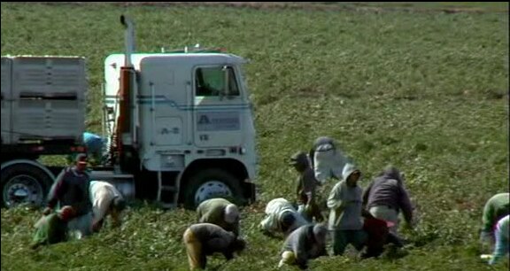 White-Freightliner WFT